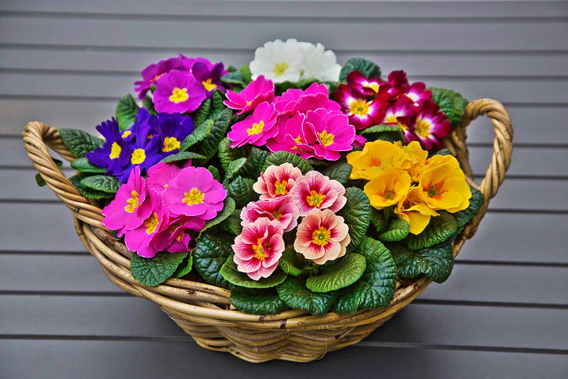 A wicker basket filled with colorful primroses, including magenta, purple, pink, red and white, white, and yellow, placed on a gray slatted surface.