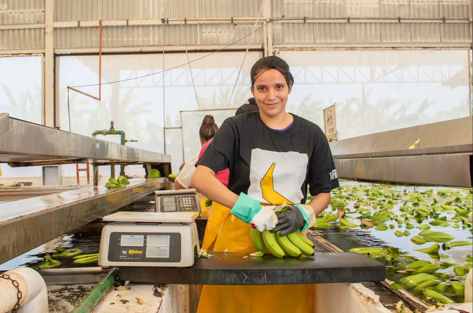 A worker in a banana processing facility sorts green bananas on a counter with water channels nearby.