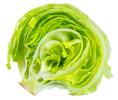 Isolated iceberg lettuce