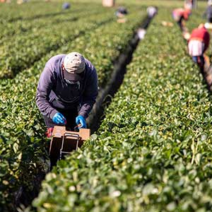 A person wearing gloves and a hat picks crops in a field, placing produce into a box; other workers are visible in the background among the rows of plants.